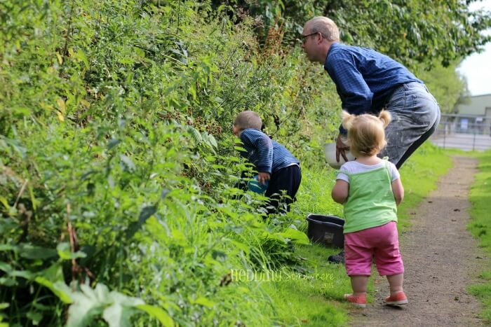 208 blackberry picking